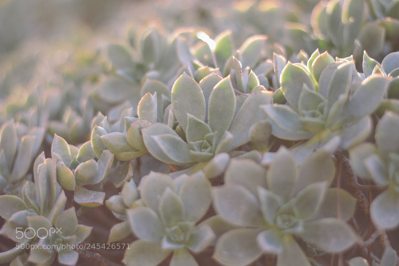 Nikon D5200 sample photo. Untitled photography