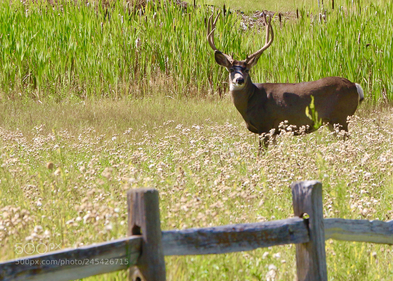 Canon EOS 650D (EOS Rebel T4i / EOS Kiss X6i) sample photo. Deer in pagosa springs photography