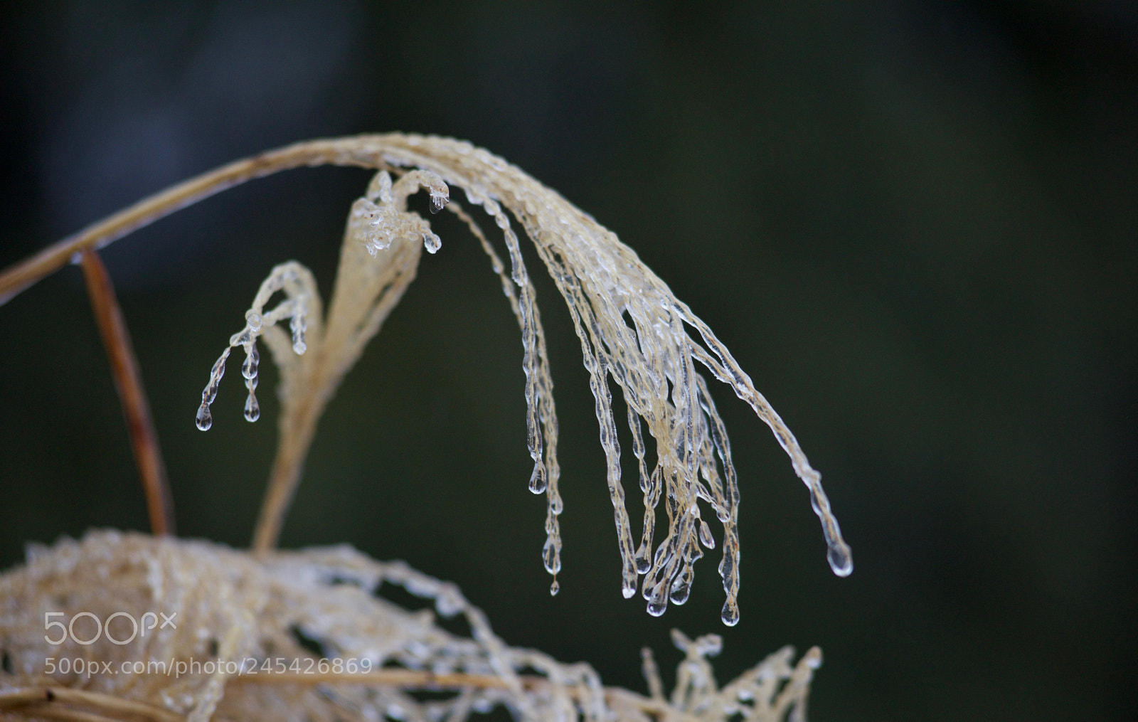 Nikon D810 sample photo. Icy fingers photography