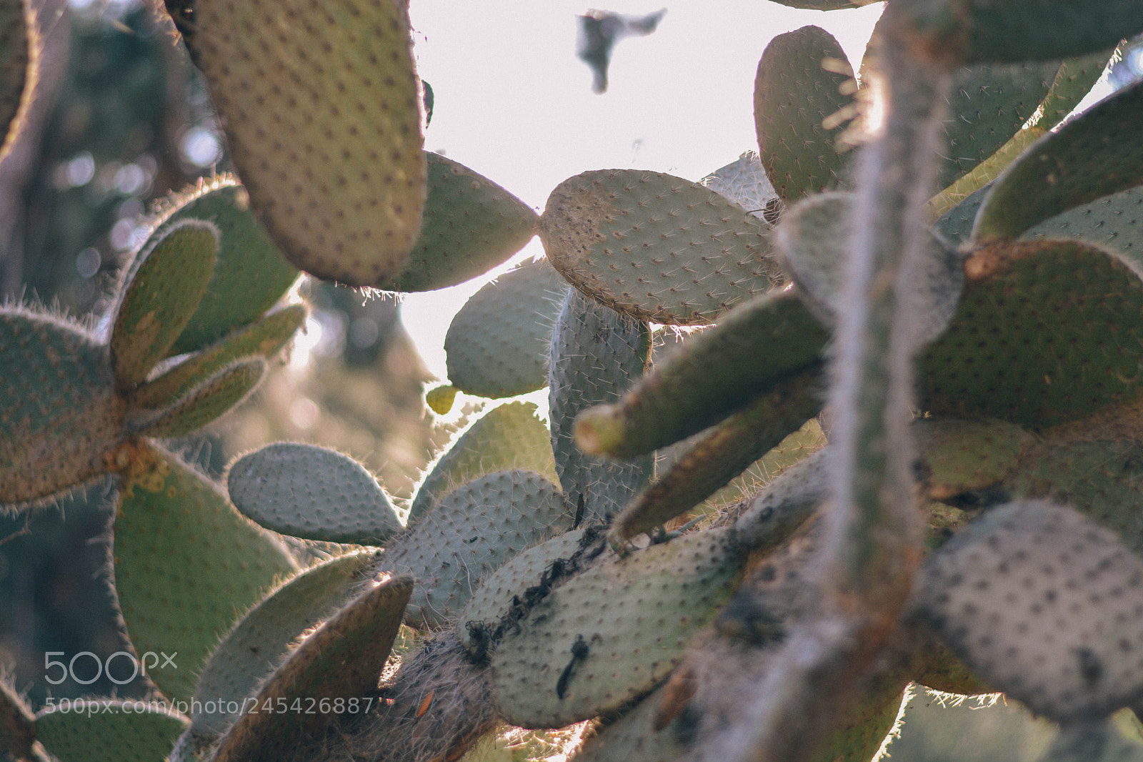 Nikon D5200 sample photo. Untitled photography