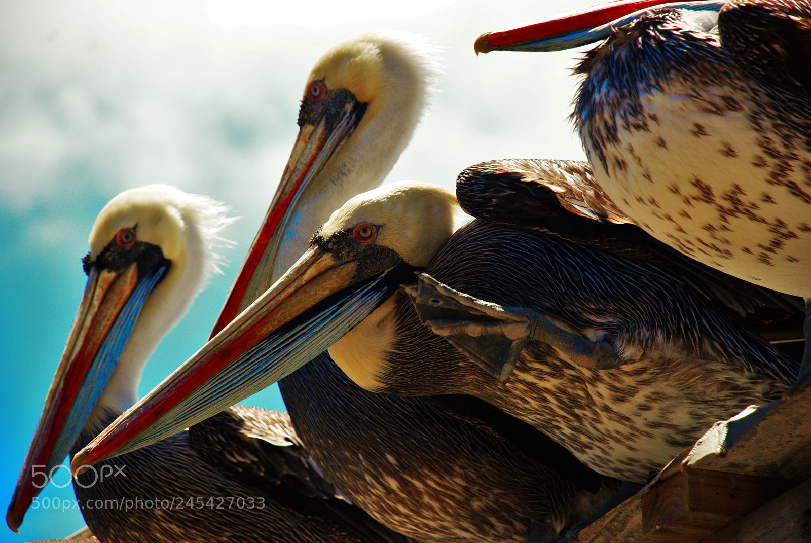 Nikon D80 sample photo. Pelicans photography