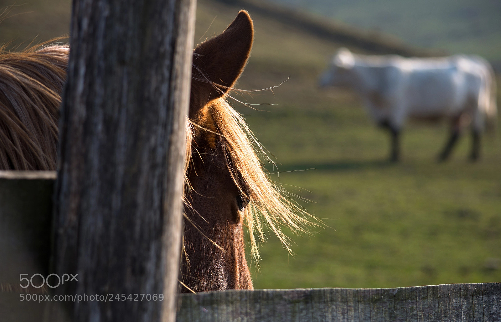 Nikon D7100 sample photo. Quiff photography