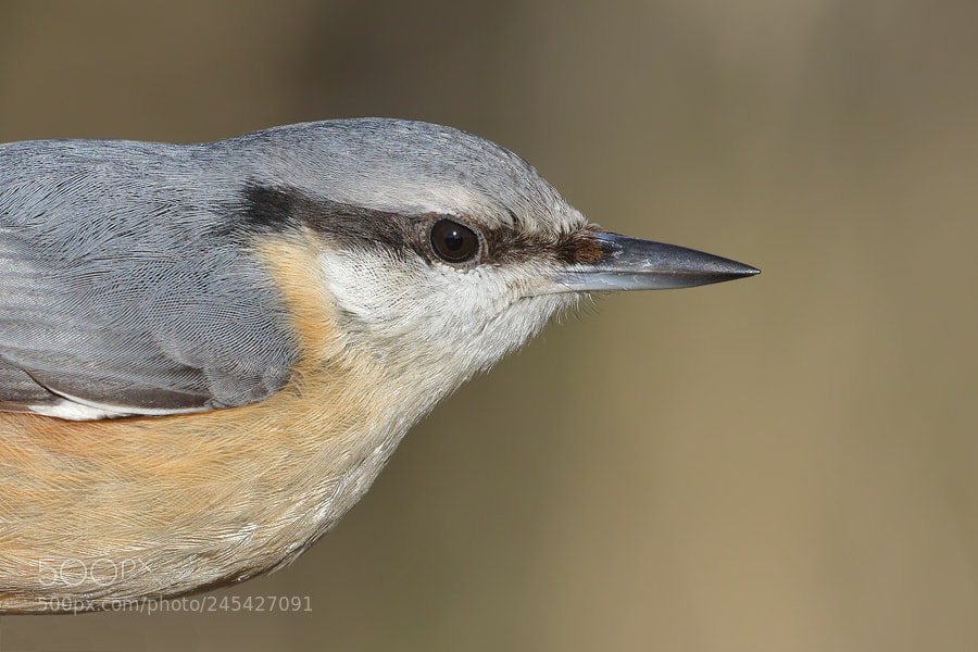 Canon EOS 7D Mark II sample photo. Nuthatch photography
