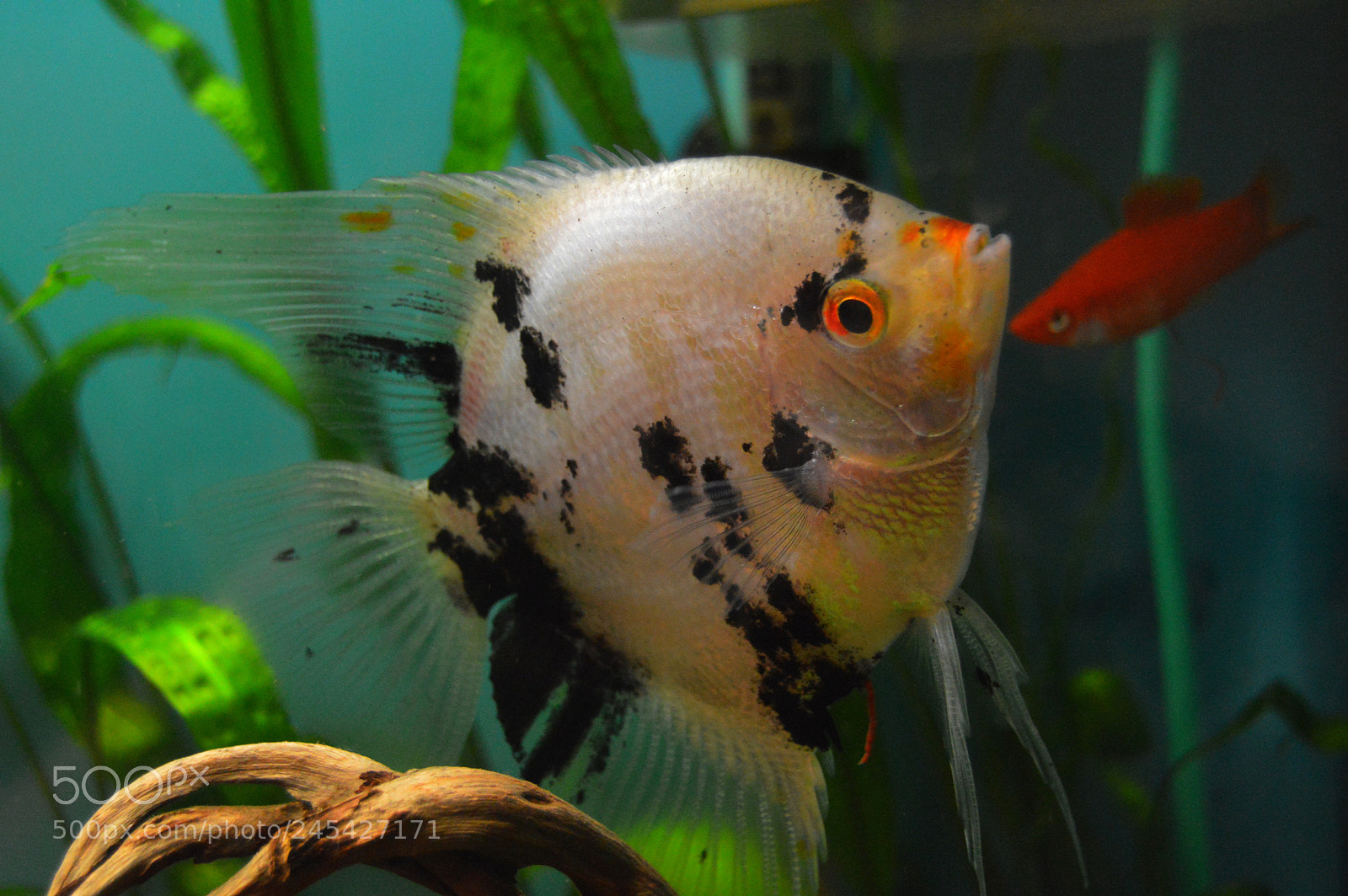 Nikon D3200 sample photo. A fish photography