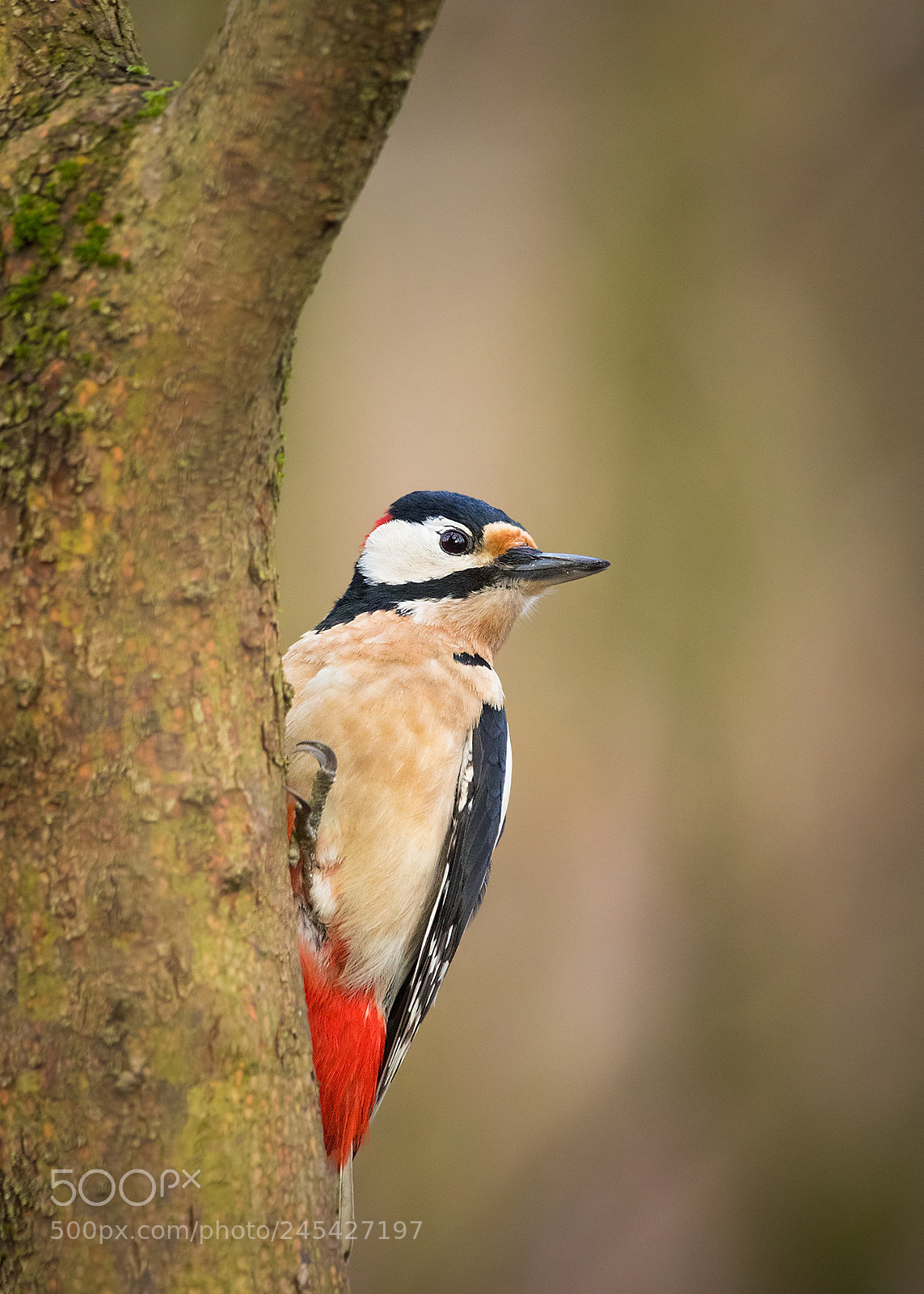 Canon EOS 7D Mark II sample photo. Woodpecker photography