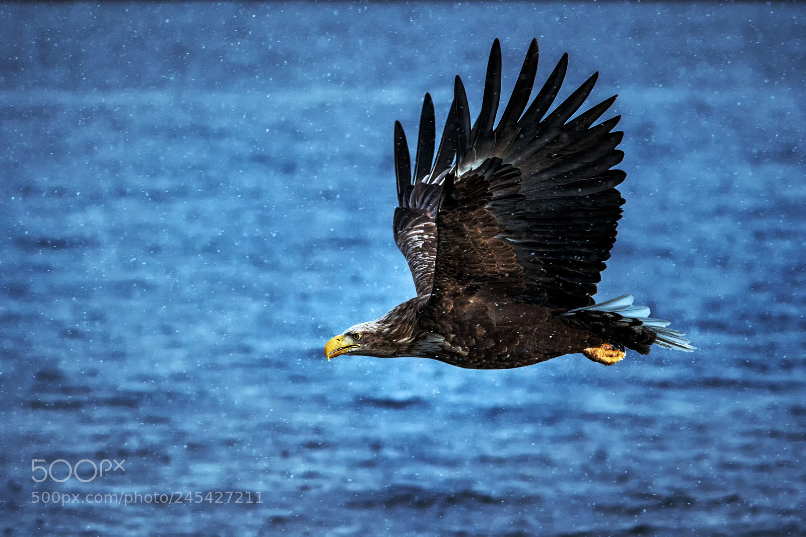Canon EOS-1D X sample photo. White-tailed eagle photography