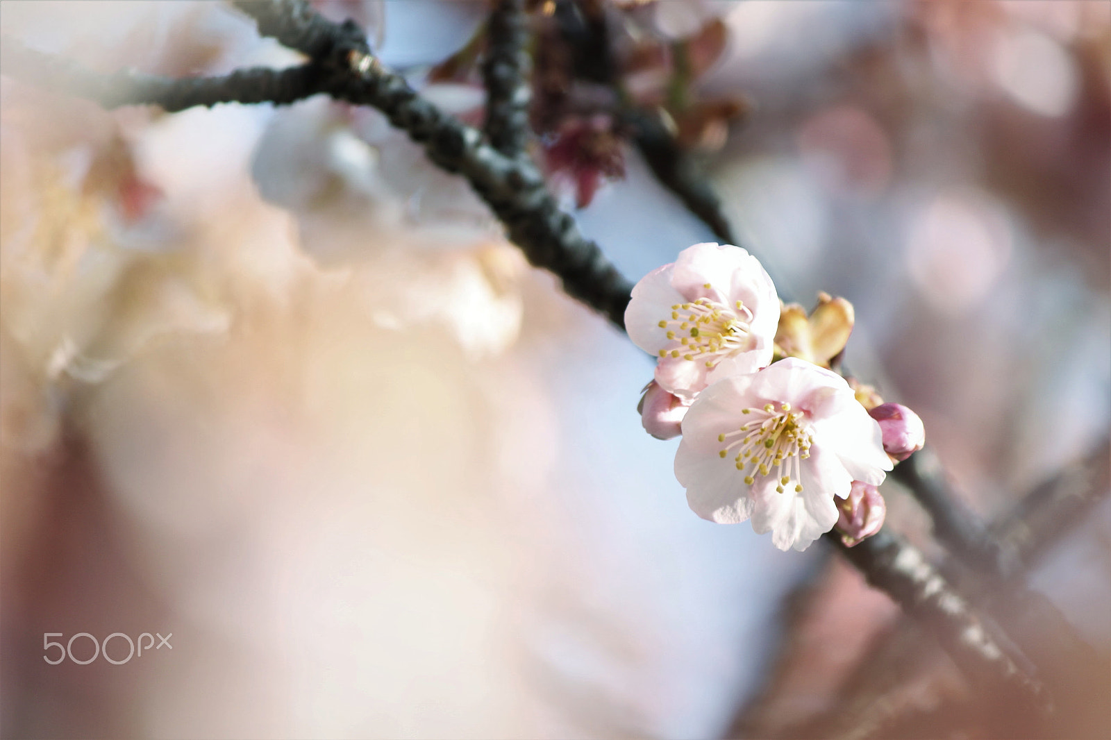 Canon EF-S 55-250mm F4-5.6 IS II sample photo. Early spring photography