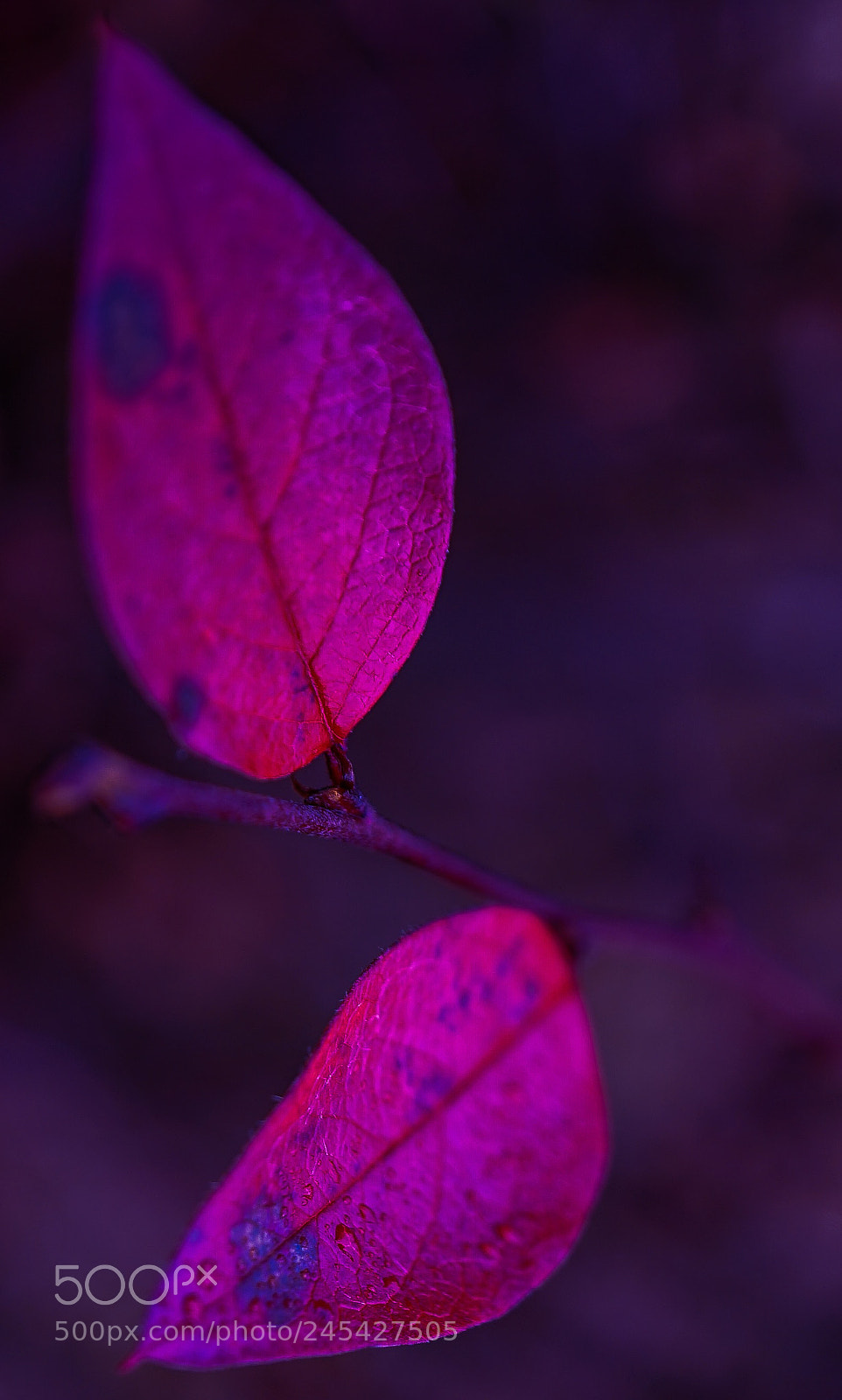Sony a7 II sample photo. "besame mucho" photography