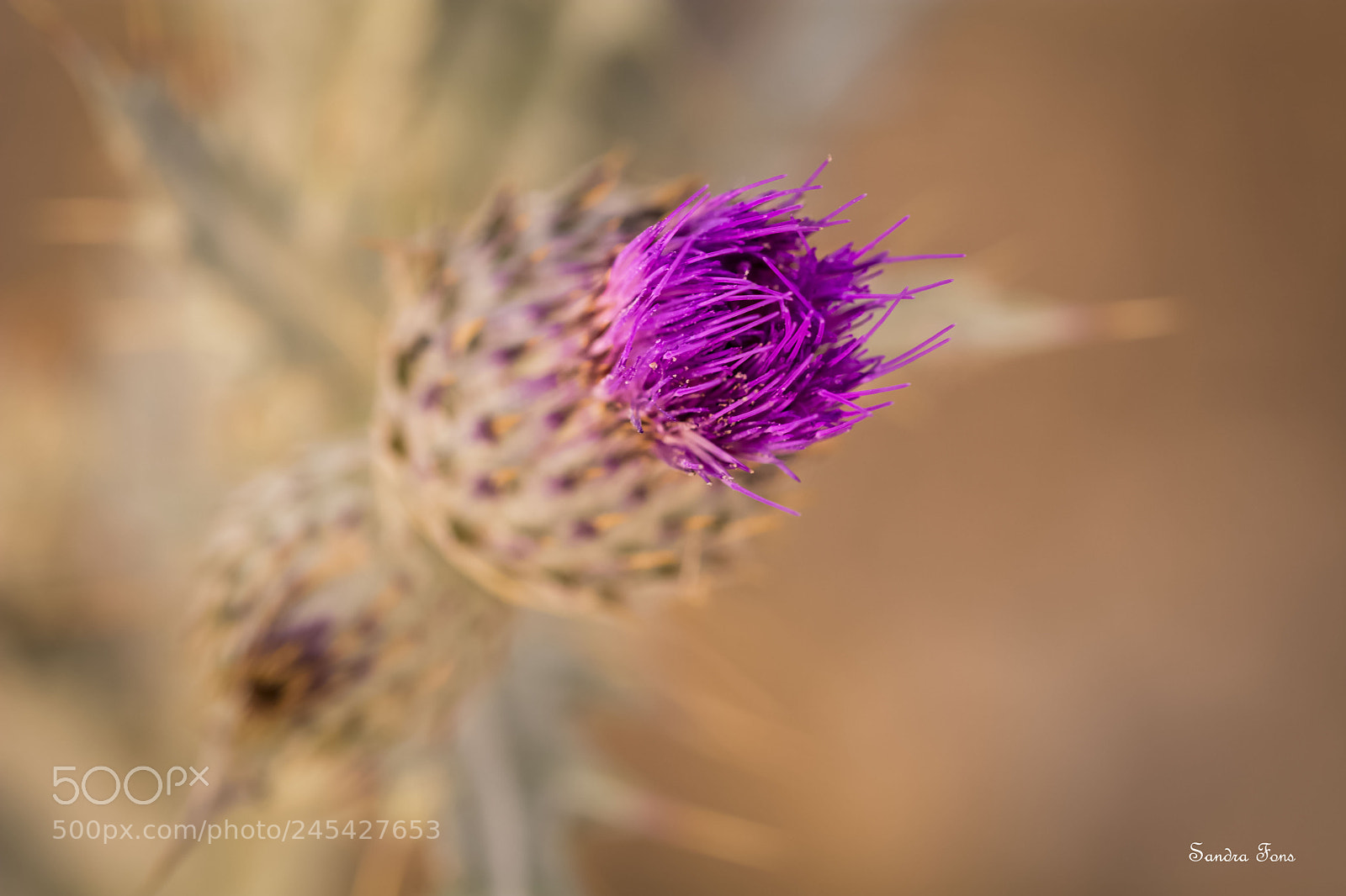 Nikon D7100 sample photo. Lo m s hermoso photography