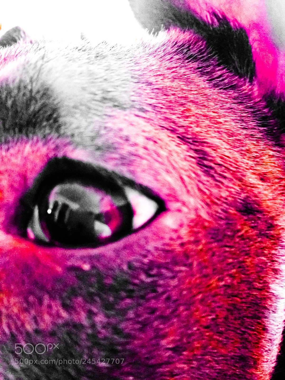 Apple iPhone 5c sample photo. Doggo photography