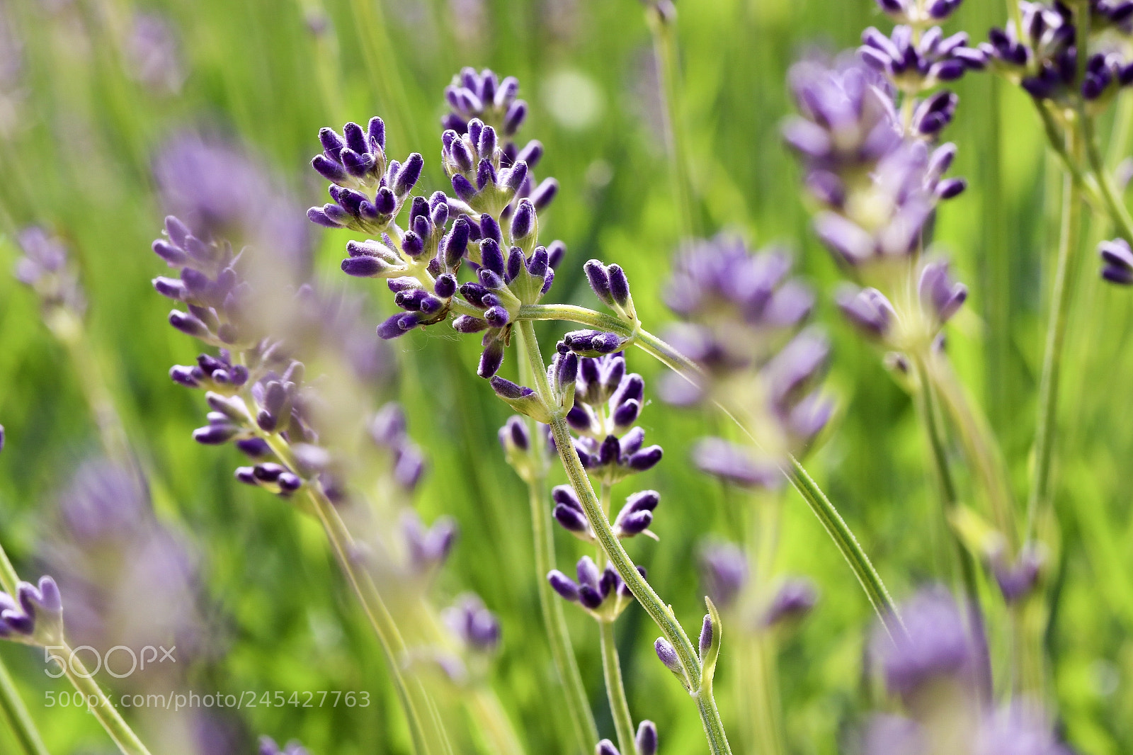 Canon EOS 7D Mark II sample photo. Lavender photography