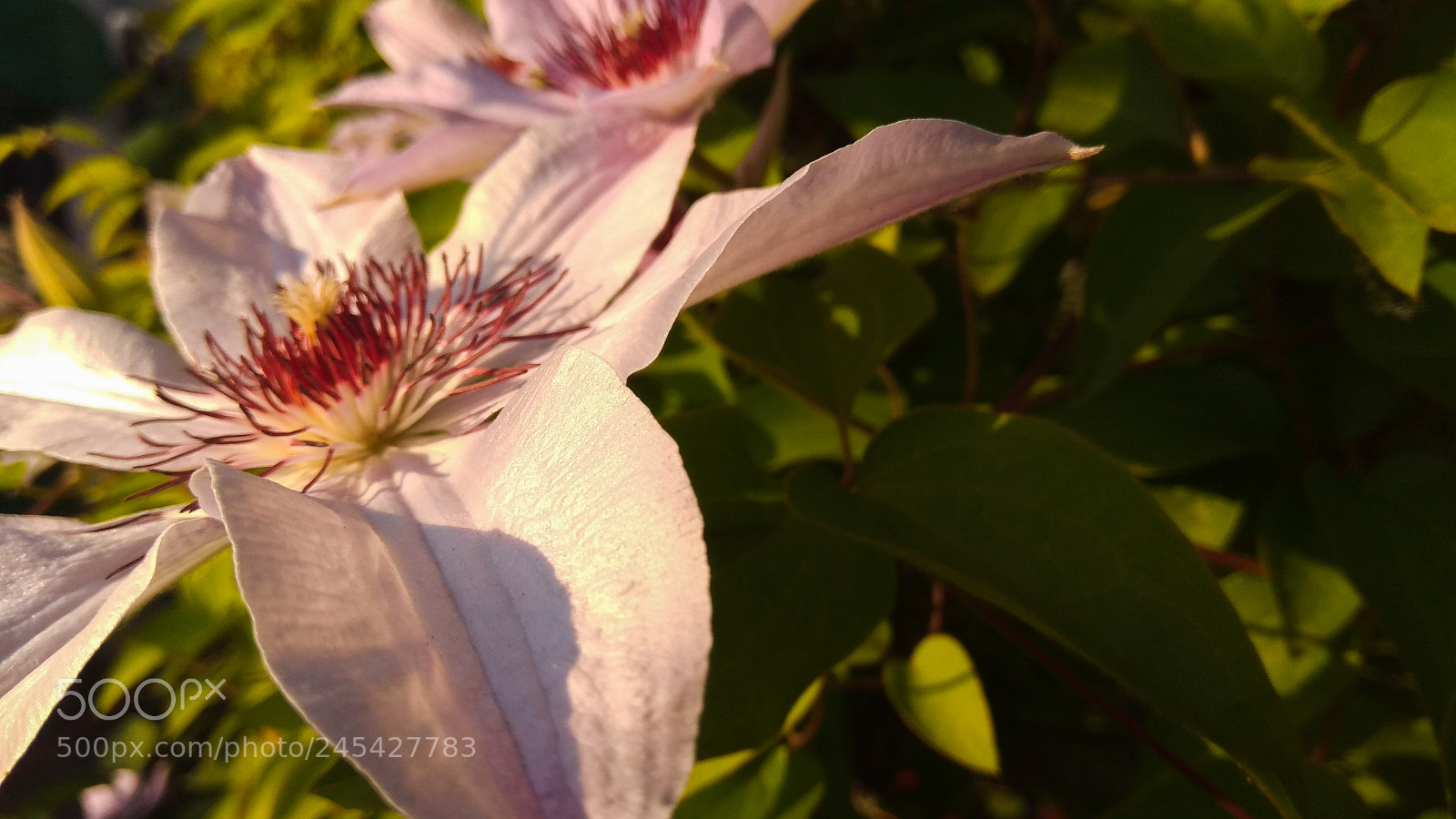 Xiaomi Redmi Note 4 sample photo. Untitled photography