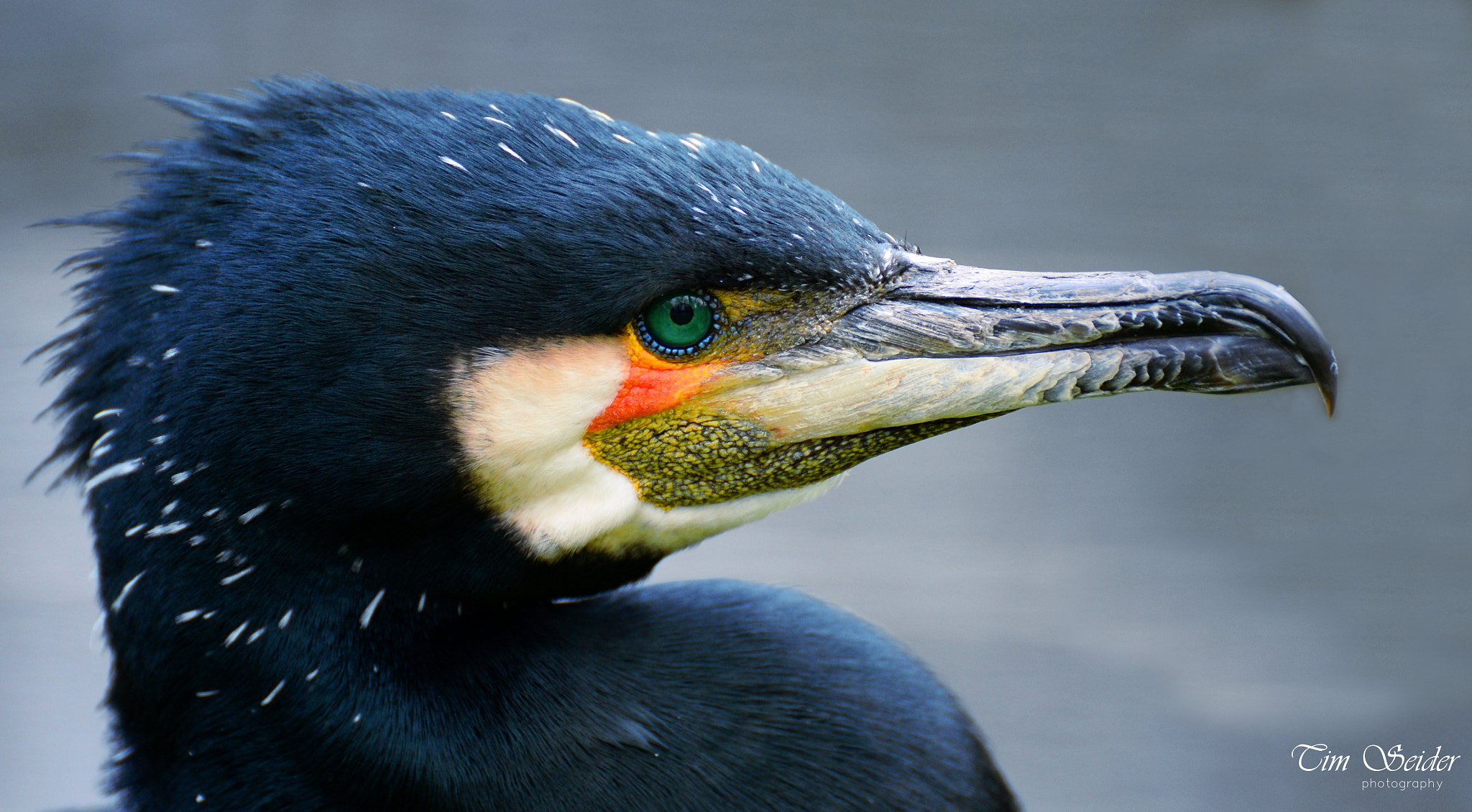 Nikon D610 sample photo. Cormorant photography