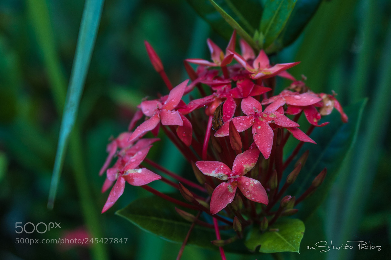 Canon EOS 750D (EOS Rebel T6i / EOS Kiss X8i) sample photo. Flores photography