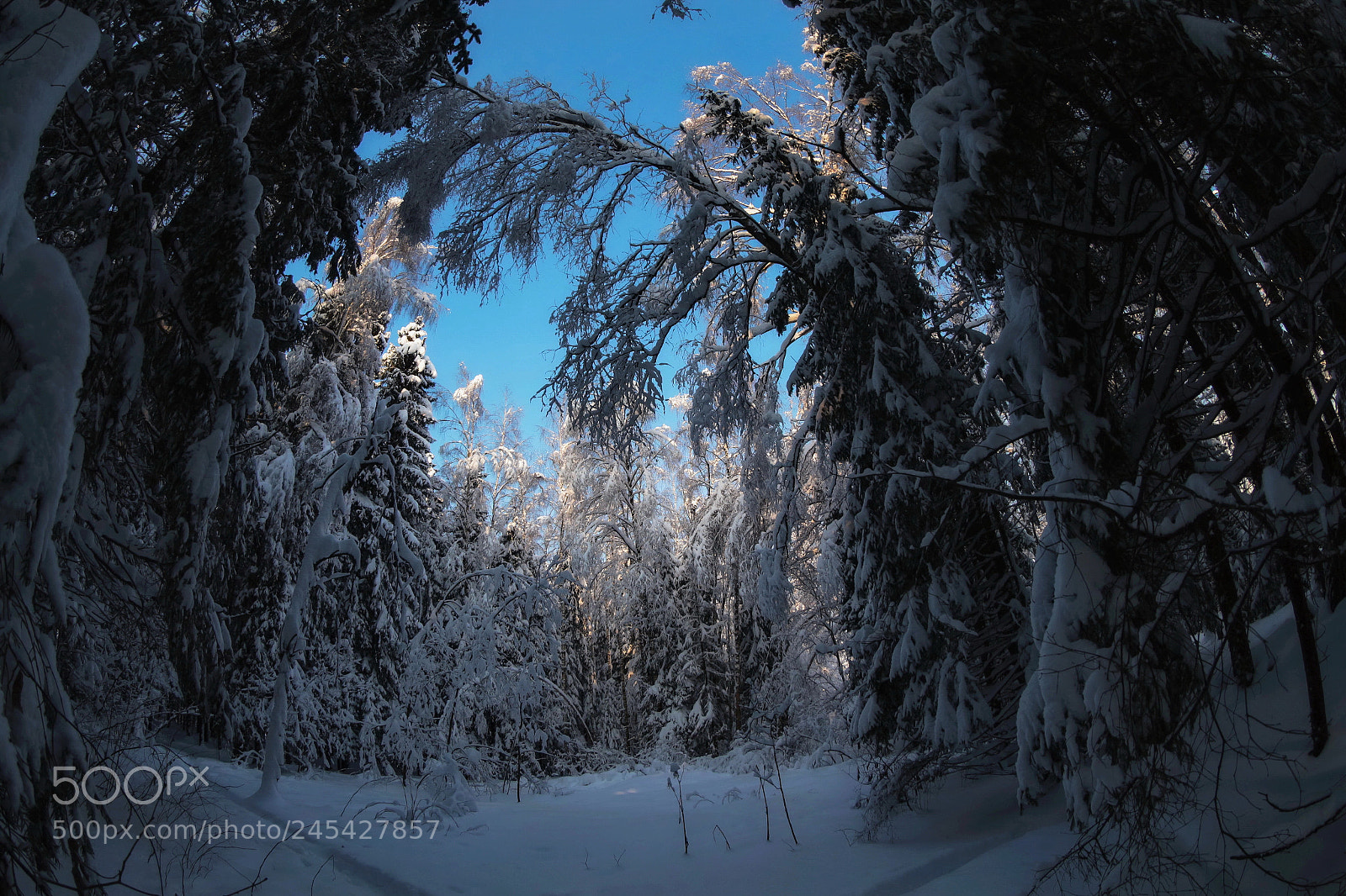 Canon EOS 650D (EOS Rebel T4i / EOS Kiss X6i) sample photo. Russian winter nature photography