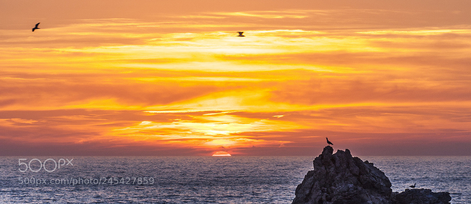 Canon EOS 40D sample photo. Seagulls at sunset photography