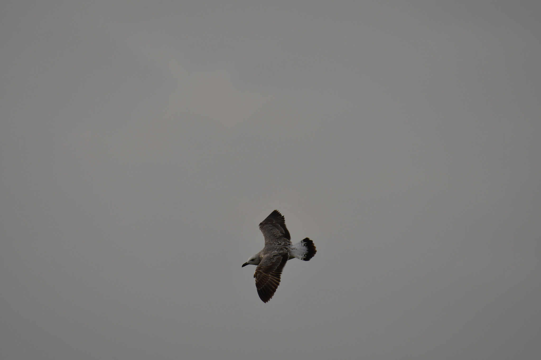 Nikon AF-S Nikkor 200-500mm F5.6E ED VR sample photo. The gull in free sky photography