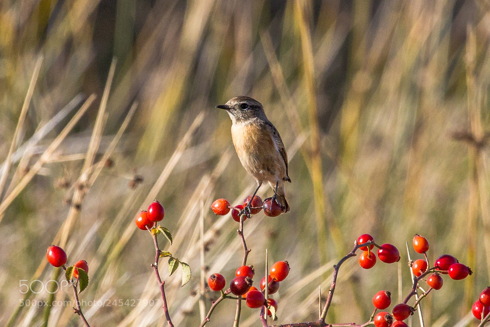 Canon EOS 60D sample photo. Common stonechat photography