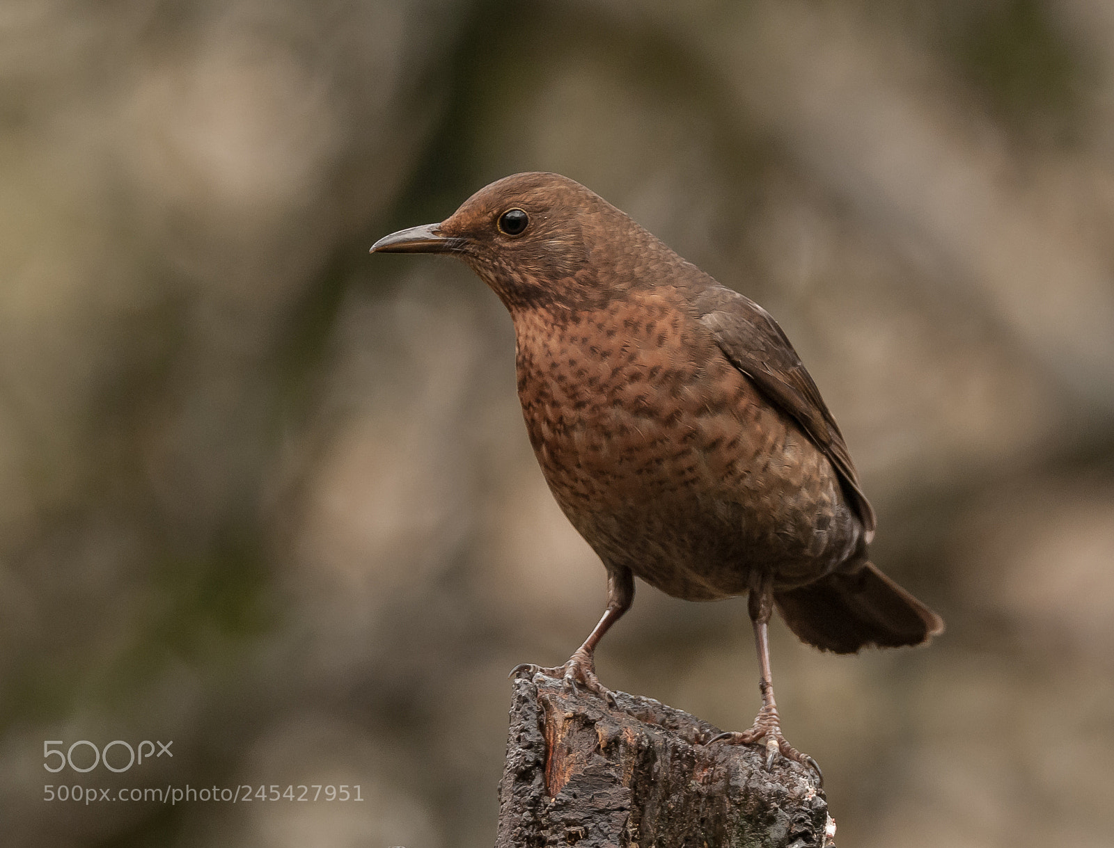 Nikon D60 sample photo. Blackbird's brown beauty photography