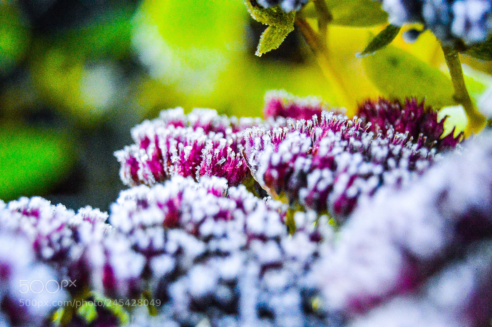Nikon D3200 sample photo. Frost photography