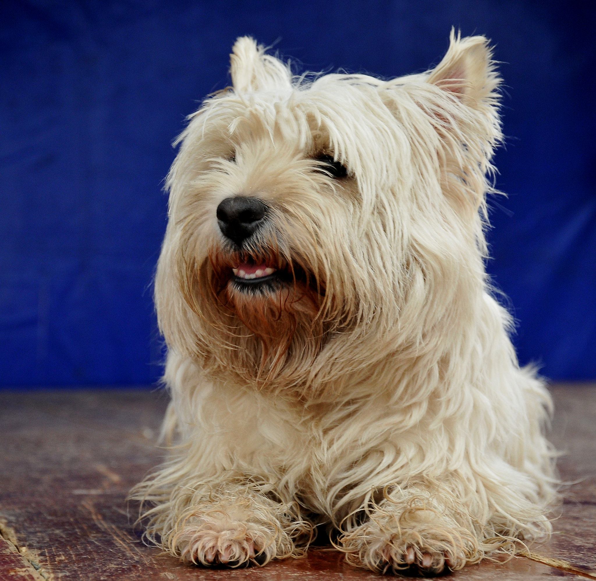 Nikon D300S sample photo. Chrisssie,westie photography
