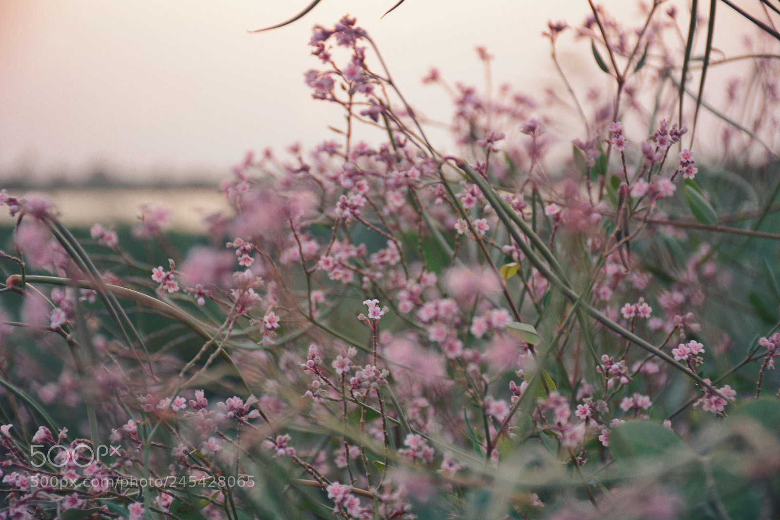 Nikon D7100 sample photo. Flowers photography