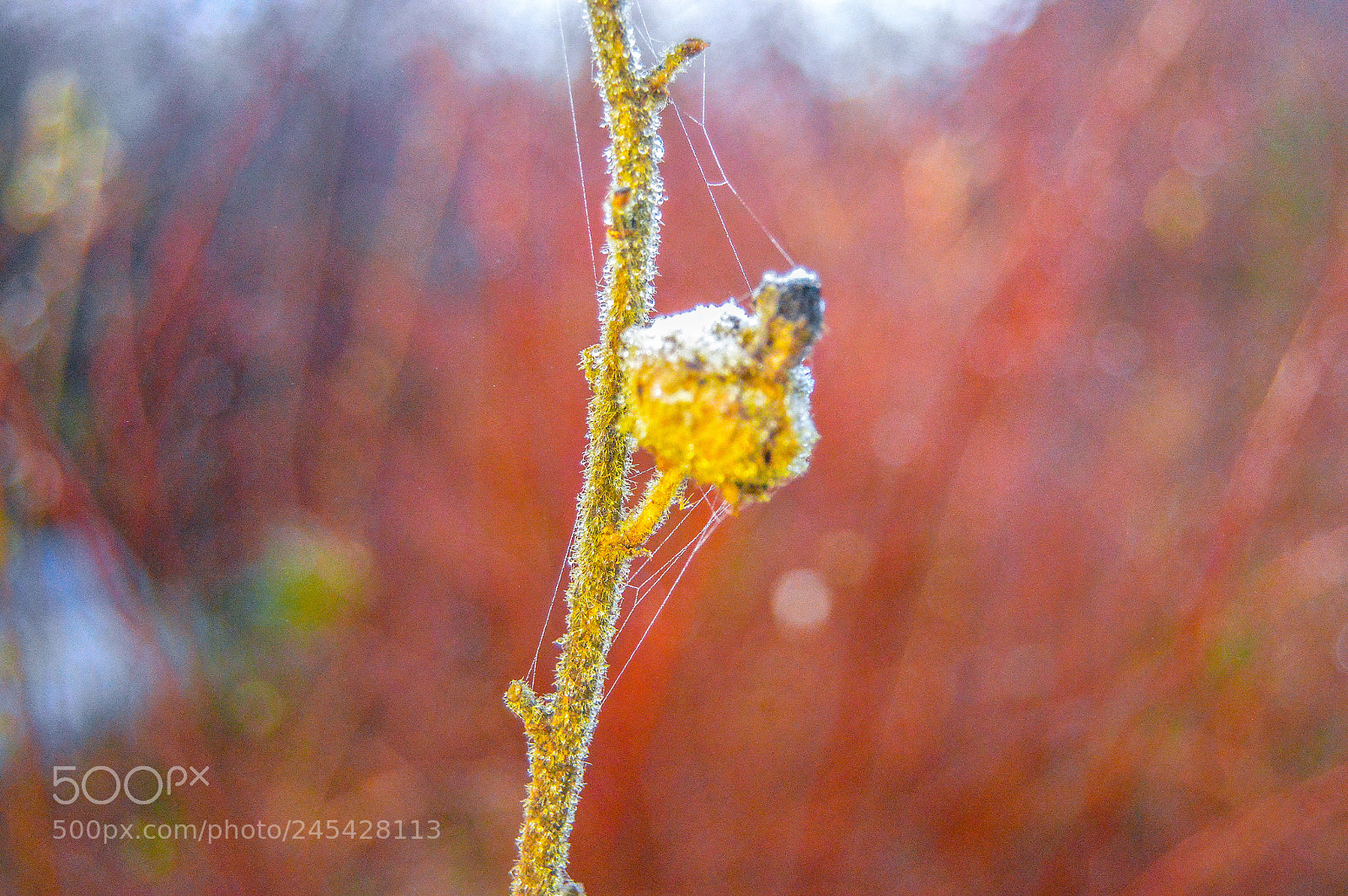 Nikon D3200 sample photo. Frost on a plant photography