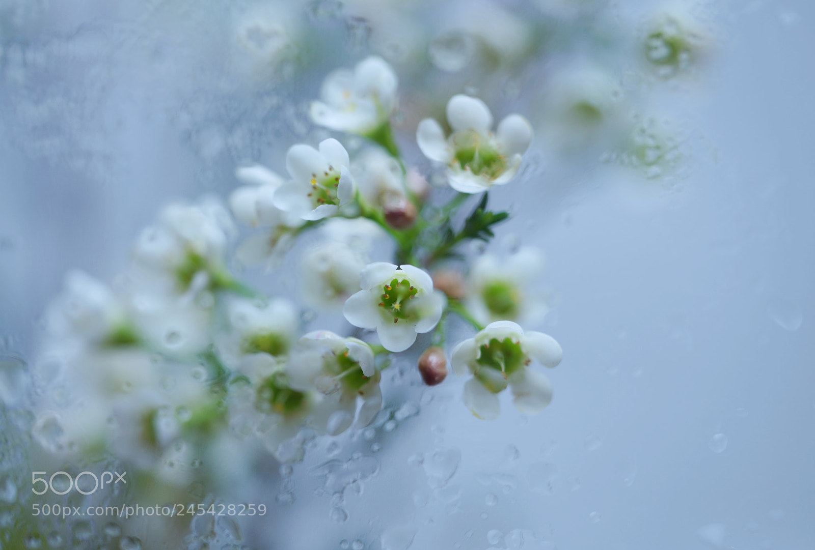 Sony a7R III sample photo. Rain•flower photography