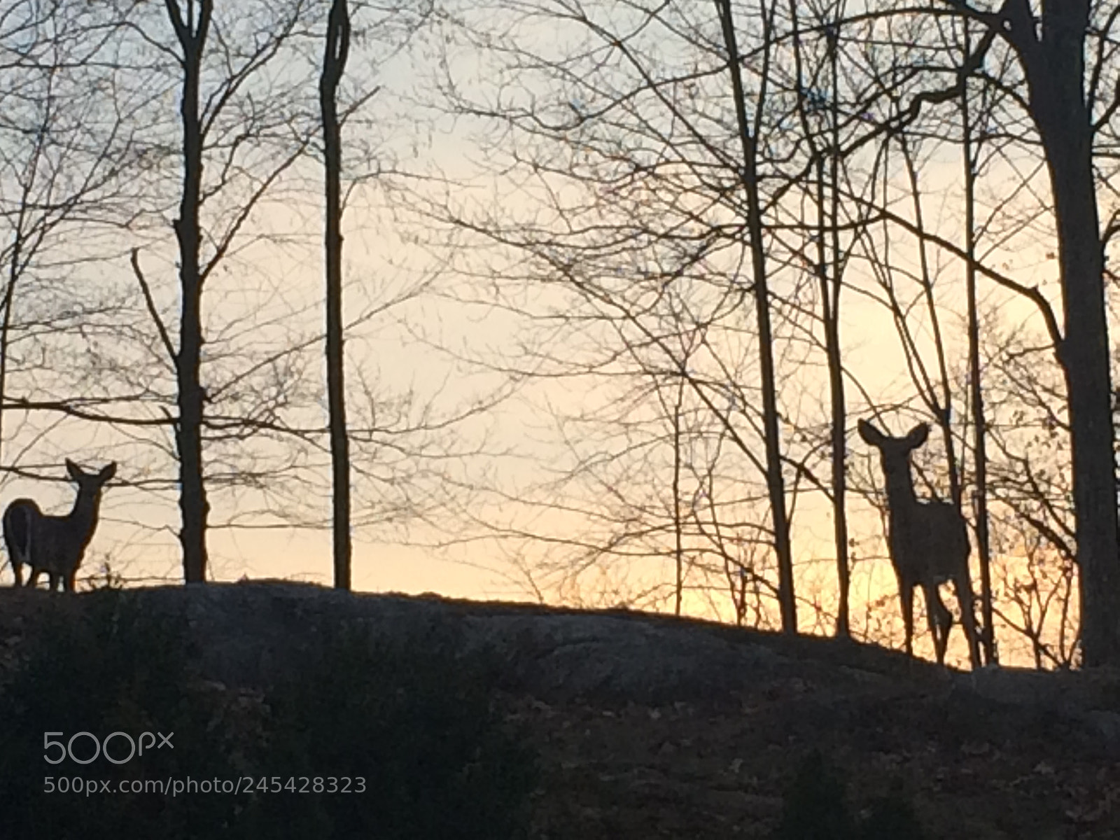 Apple iPhone 5s sample photo. Deer at twilight ny photography