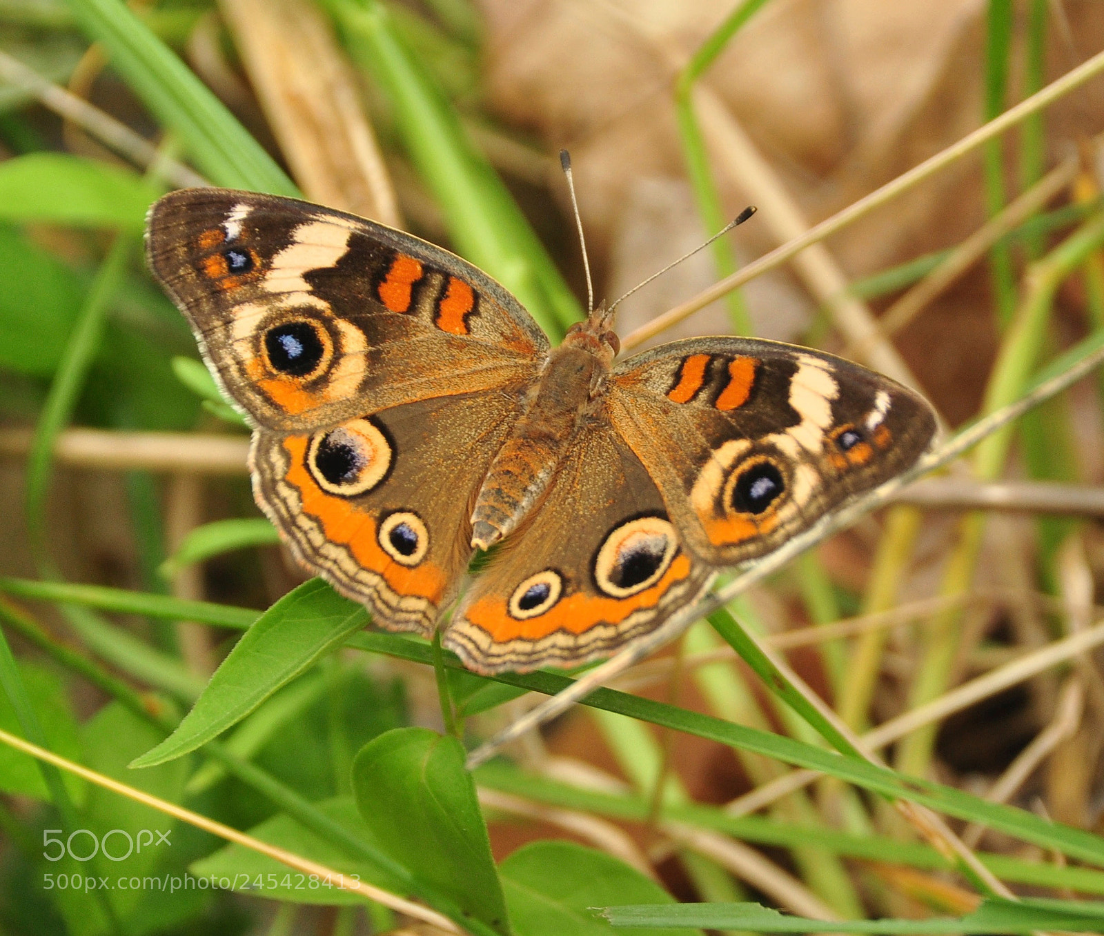 Nikon D90 sample photo. Moth. ward poundridge reservation photography