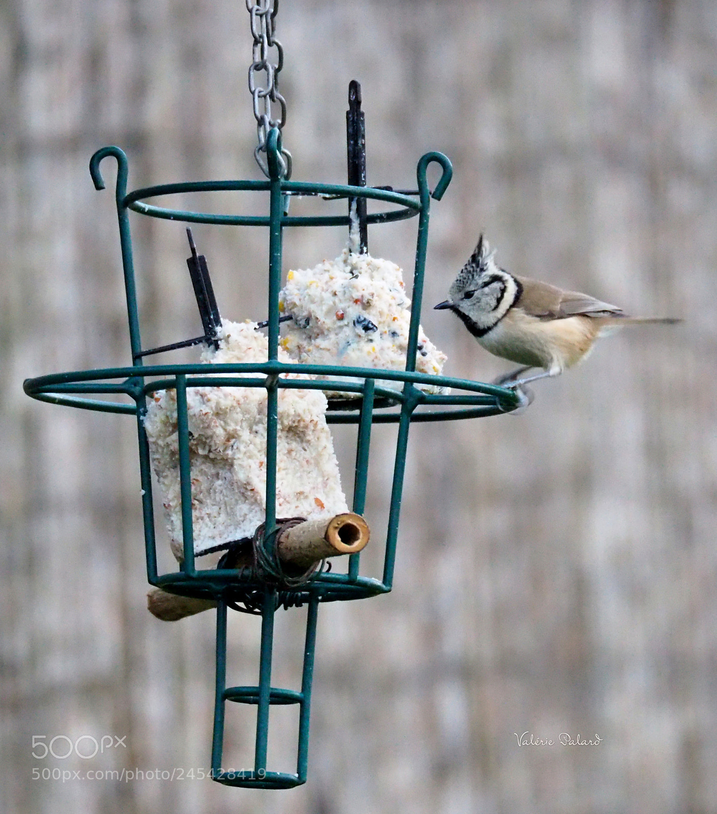 Olympus OM-D E-M5 II sample photo. Mésange huppée photography
