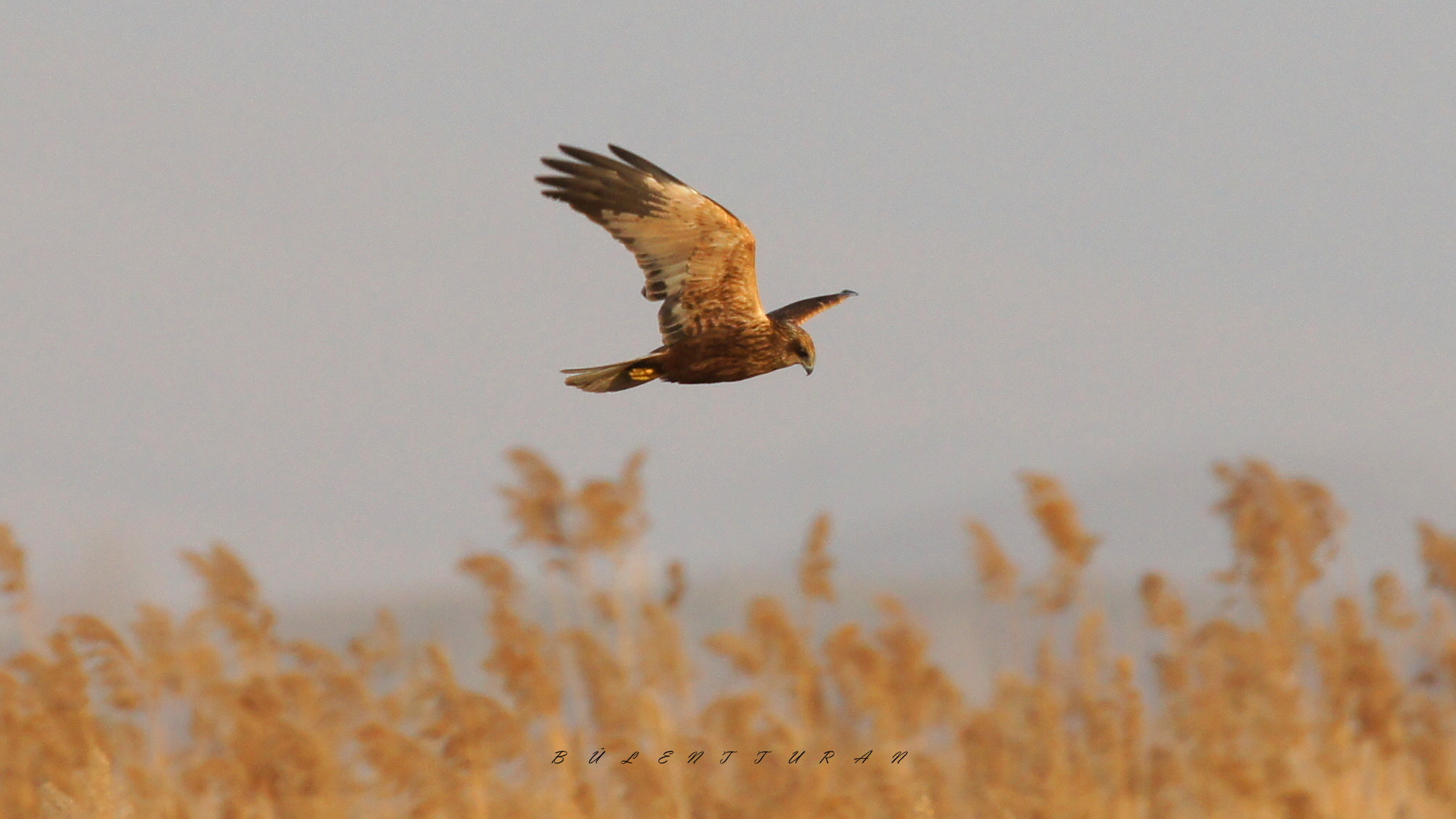 Sony SLT-A55 (SLT-A55V) sample photo. W m harrier photography