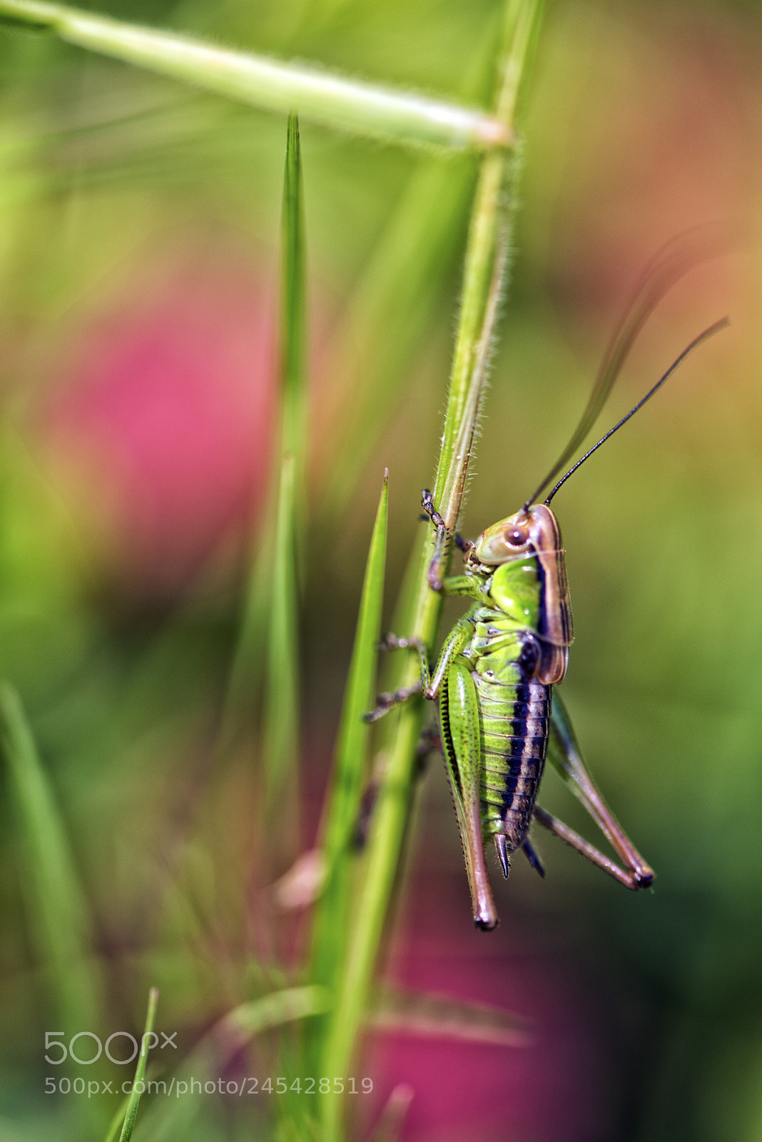 Nikon D810 sample photo. Resting in peace photography