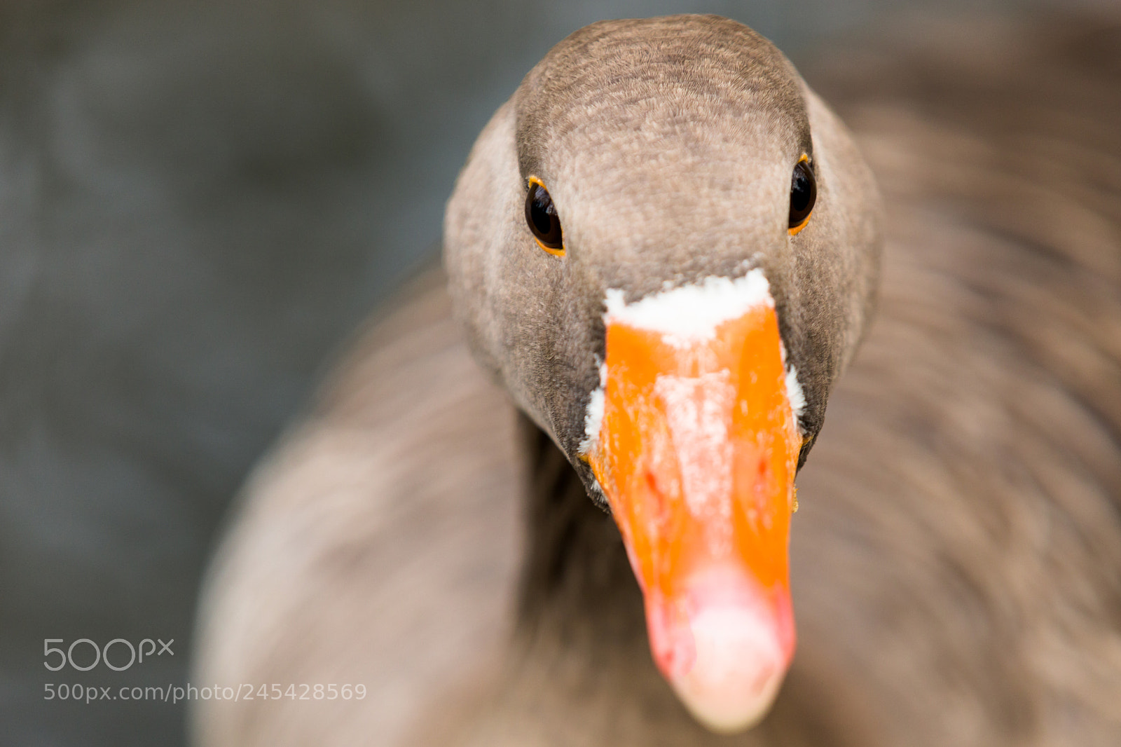 Canon EOS 6D Mark II sample photo. Which way? photography
