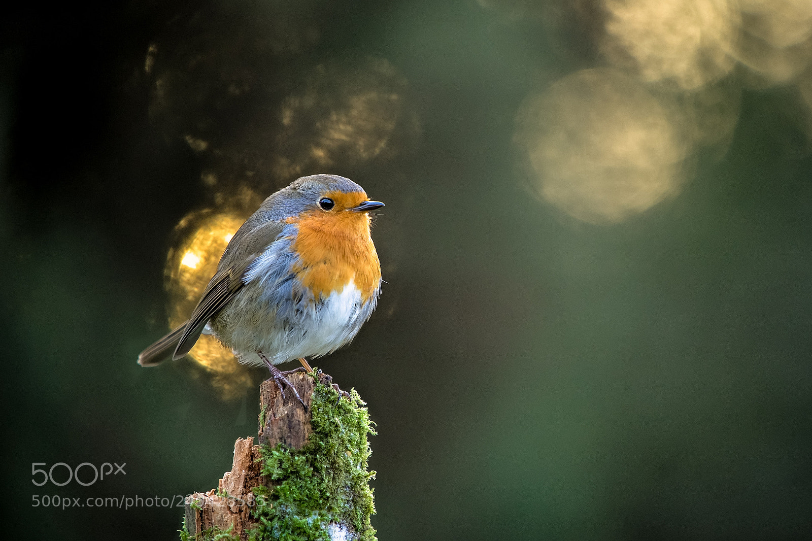 Sony a7 II sample photo. Light a match.jpg photography