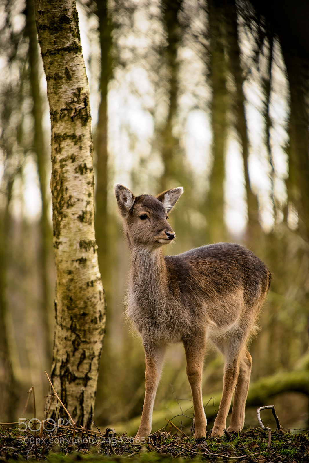 Sony a7 II sample photo. Little explorer.jpg photography