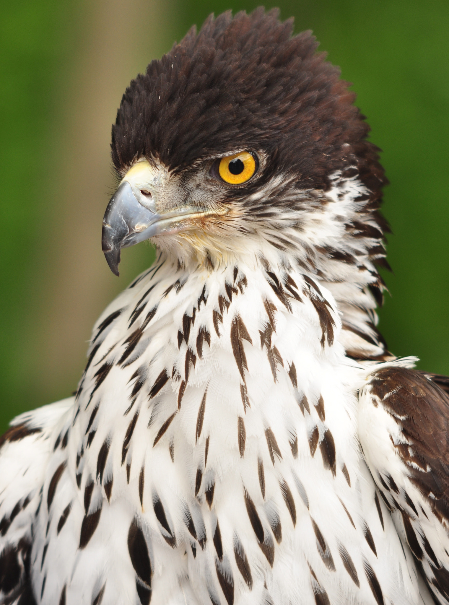 Nikon D90 sample photo. African eagle hawk. birds of prey festival ny. hand held no filters. photography