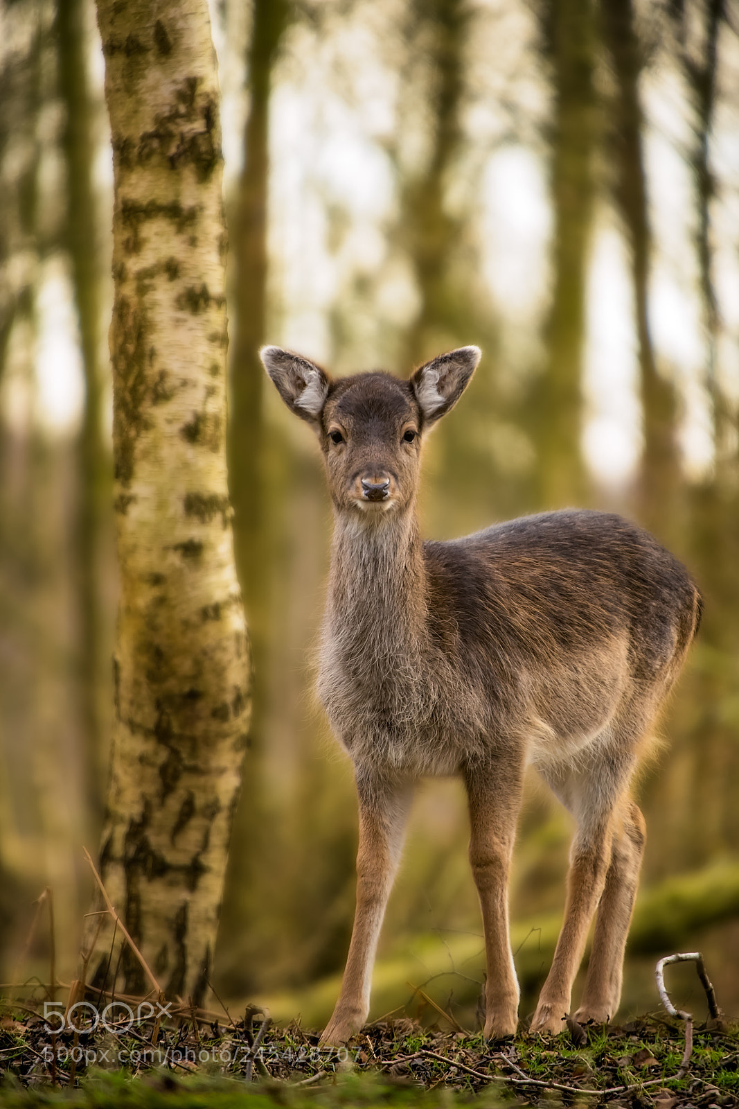 Sony a7 II sample photo. Curiosity.jpg photography