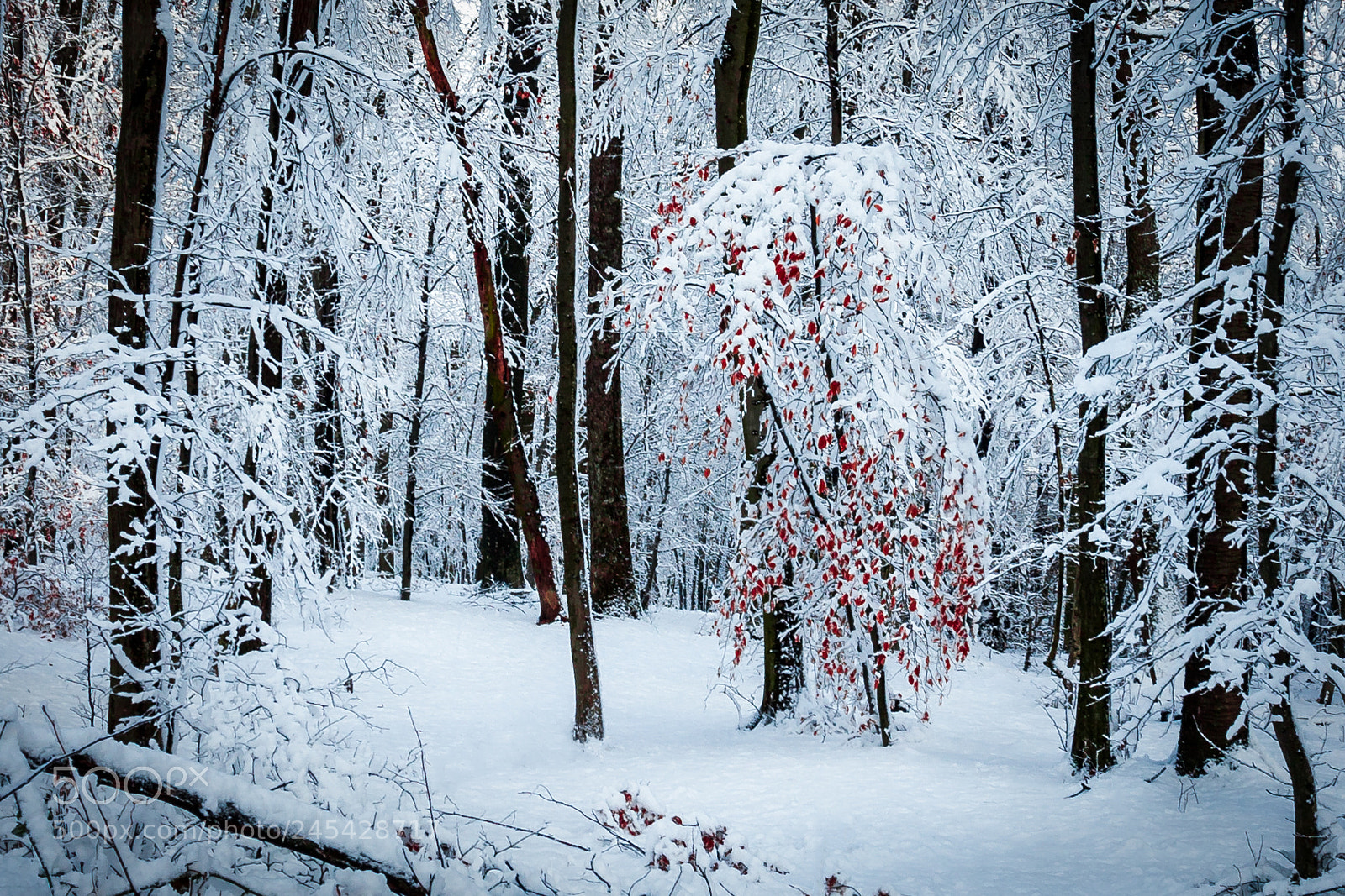 Canon EOS 40D sample photo. Covered in snow photography
