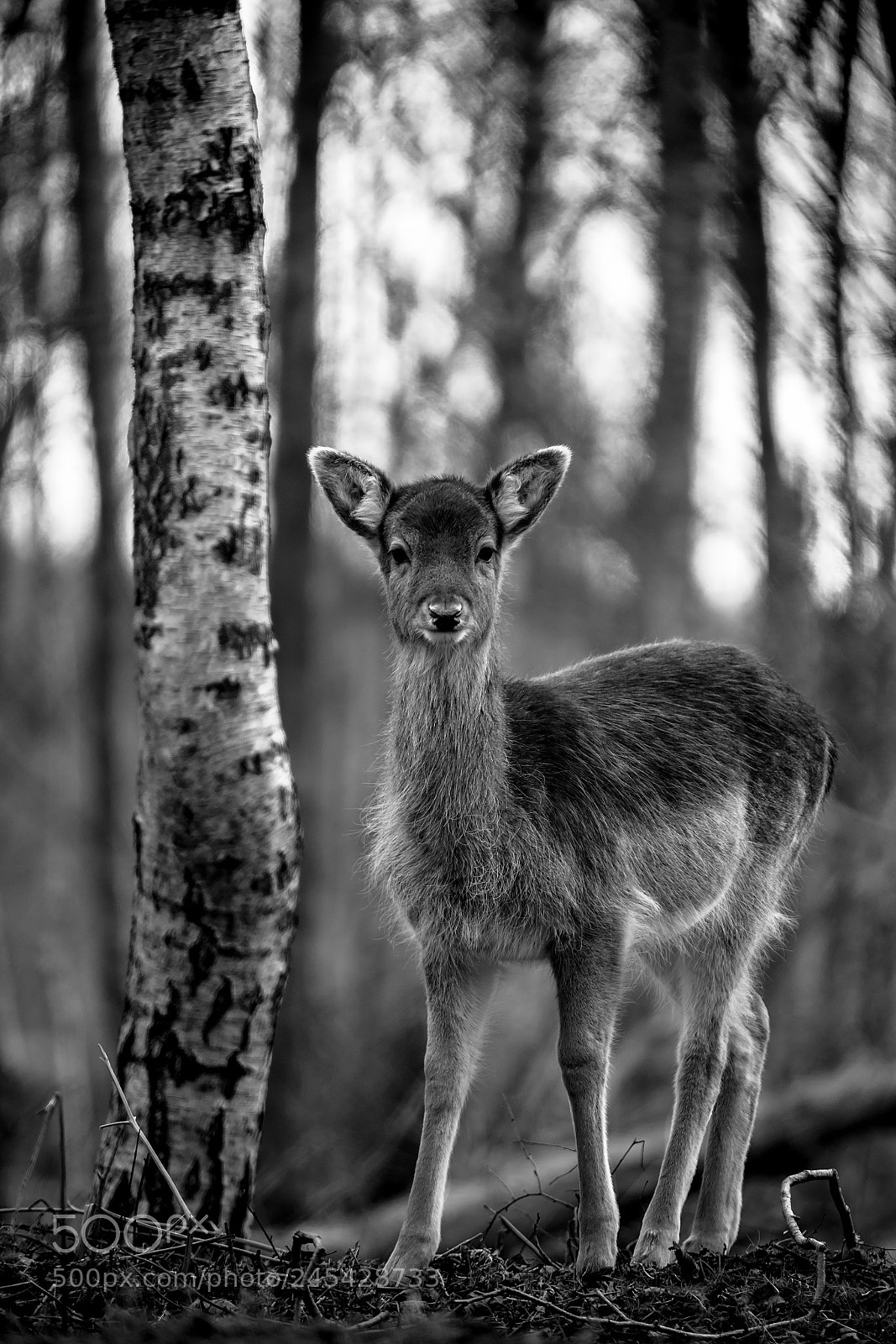 Sony a7 II sample photo. Curiosity b&w.jpg photography