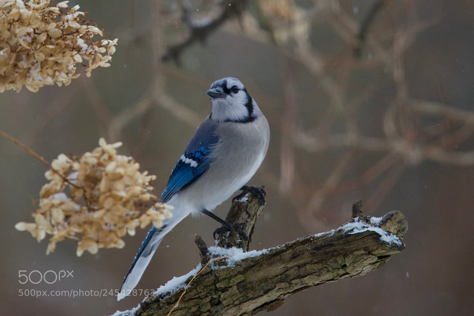 Nikon D810 sample photo. Big blue photography