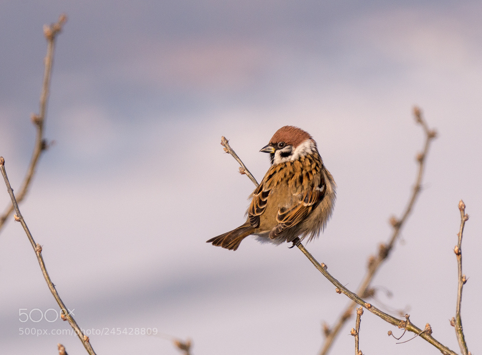Panasonic Lumix DMC-G85 (Lumix DMC-G80) sample photo. Sparrow photography