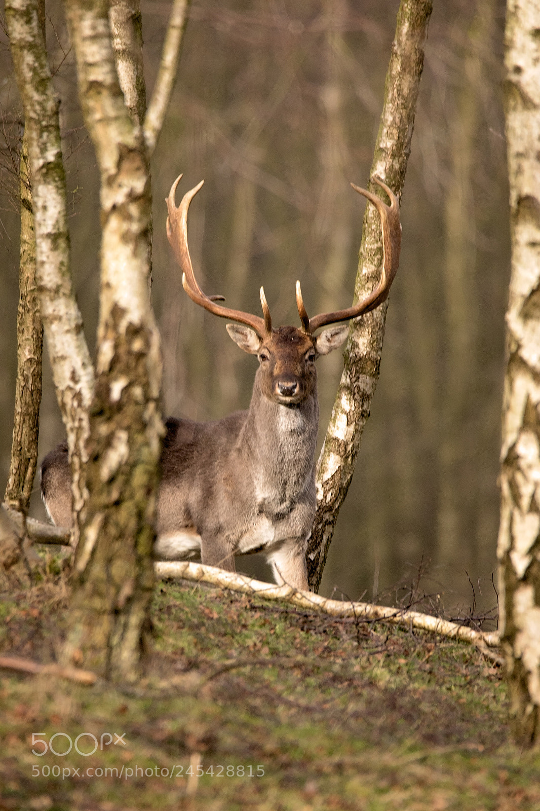 Canon EOS 7D Mark II sample photo. Watching.jpg photography