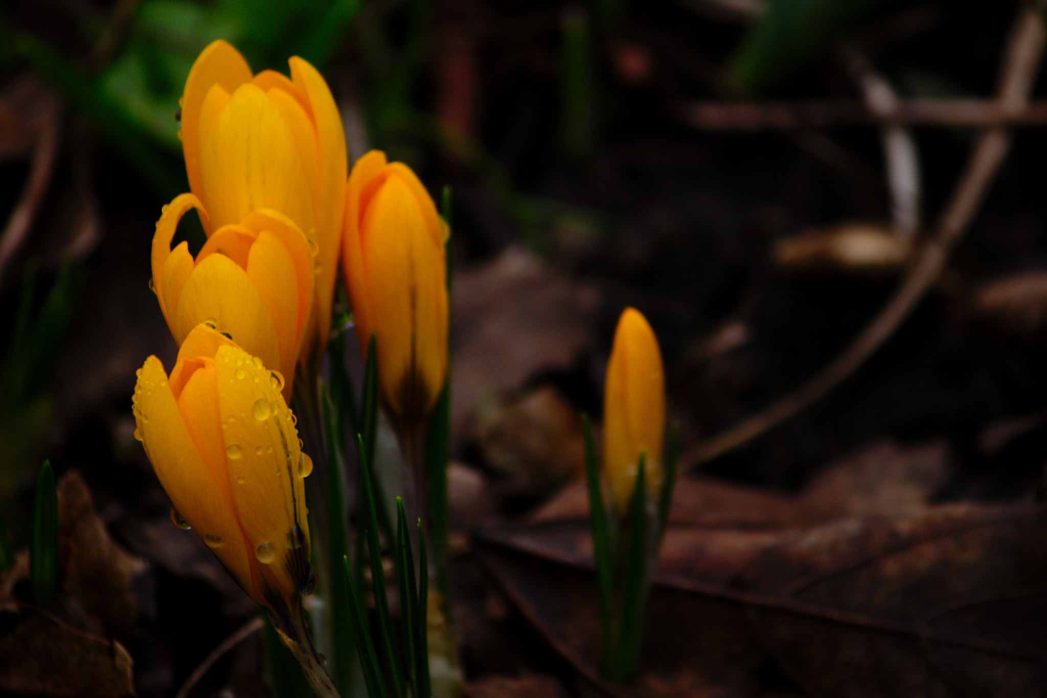 Canon EF-S 55-250mm F4-5.6 IS II sample photo. I am looking for spring iii photography