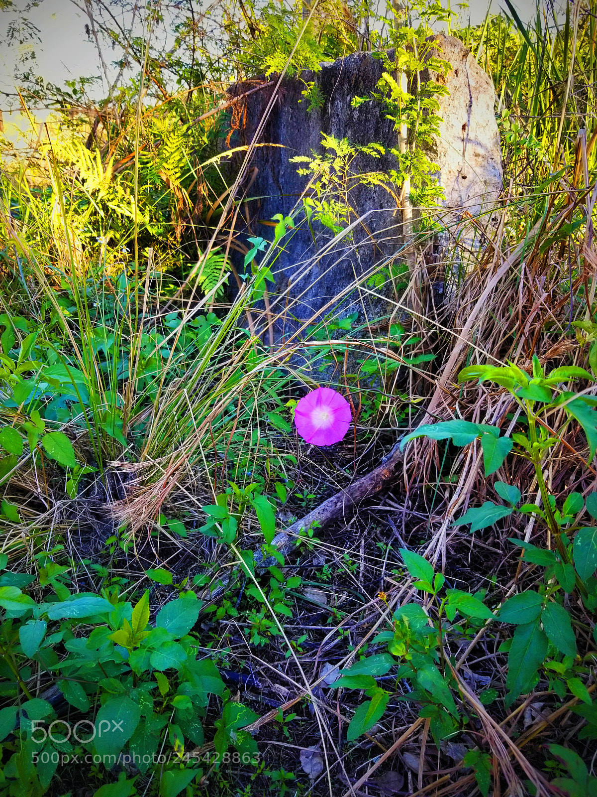 Samsung Galaxy S8 sample photo. Pink photography