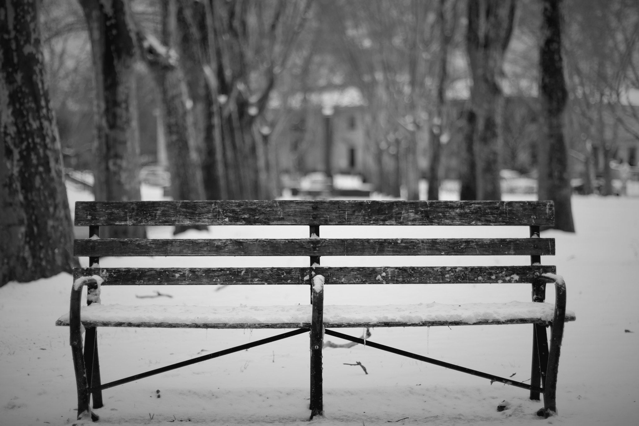 Canon EOS 80D + Canon EF 50mm F1.4 USM sample photo. Snowy blanket photography