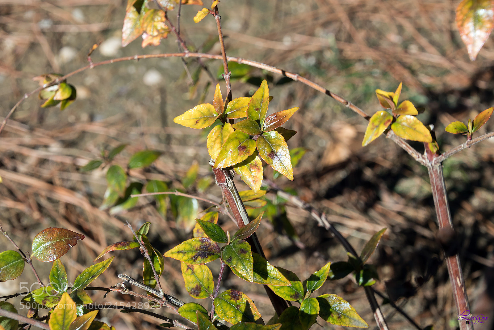 Canon EOS 750D (EOS Rebel T6i / EOS Kiss X8i) sample photo. Untitled photography