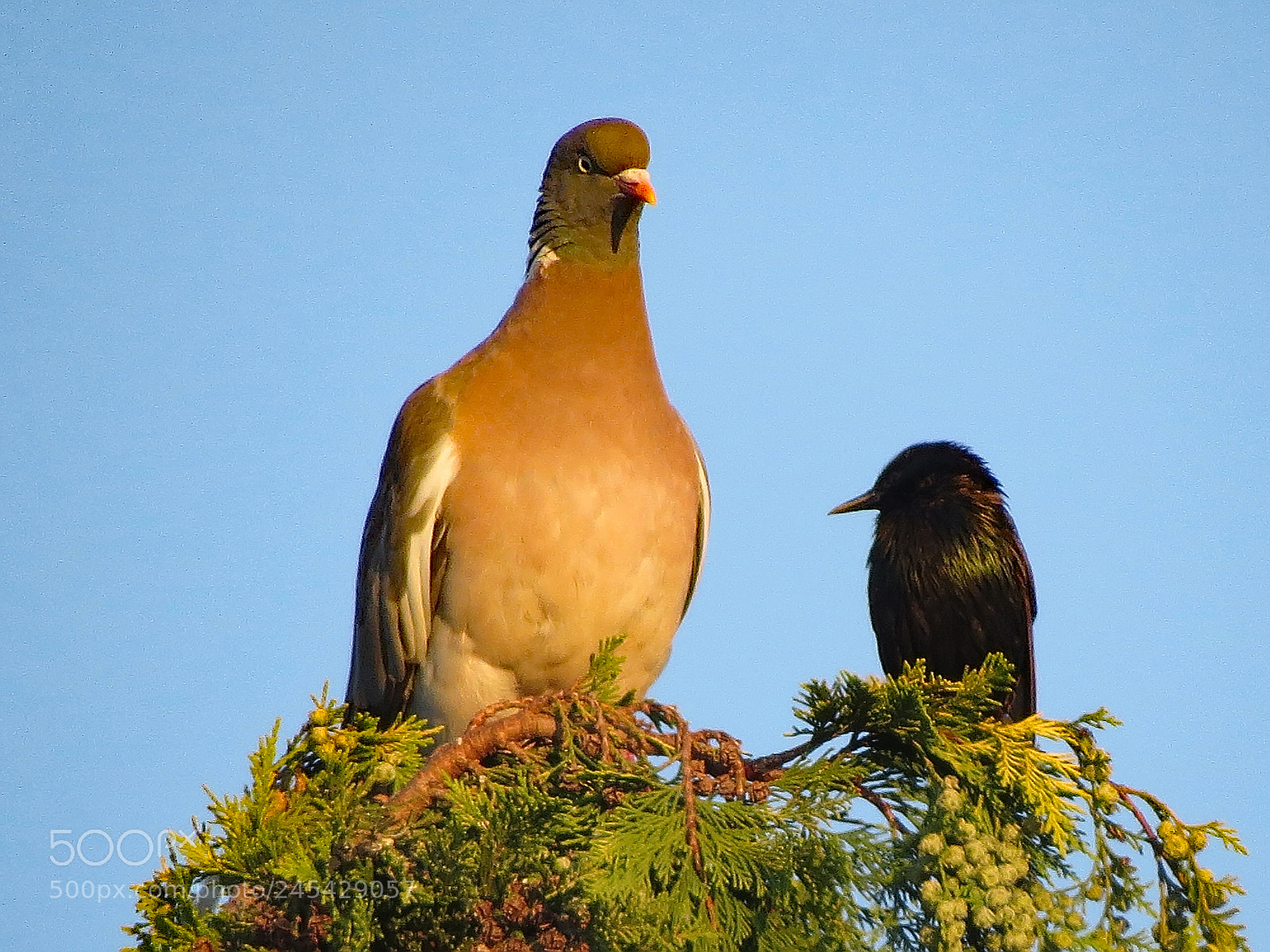 Canon PowerShot SX50 HS sample photo. Les copains d abord photography