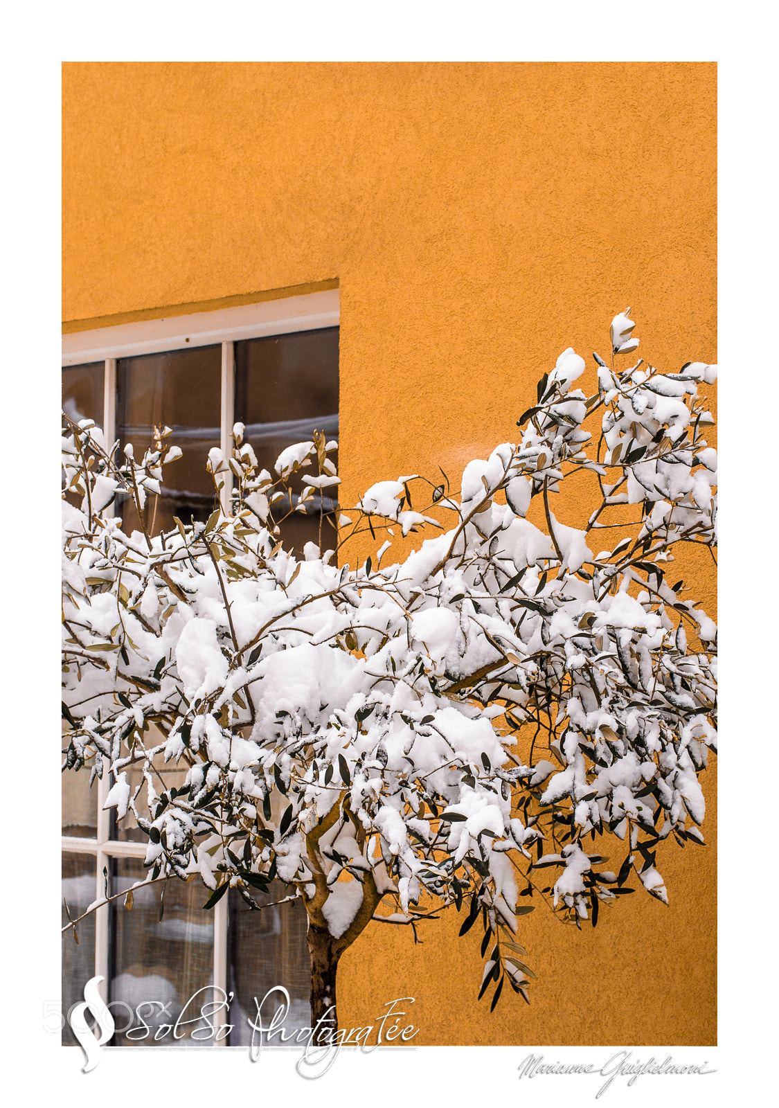 Nikon D3100 sample photo. Olivier des neiges photography