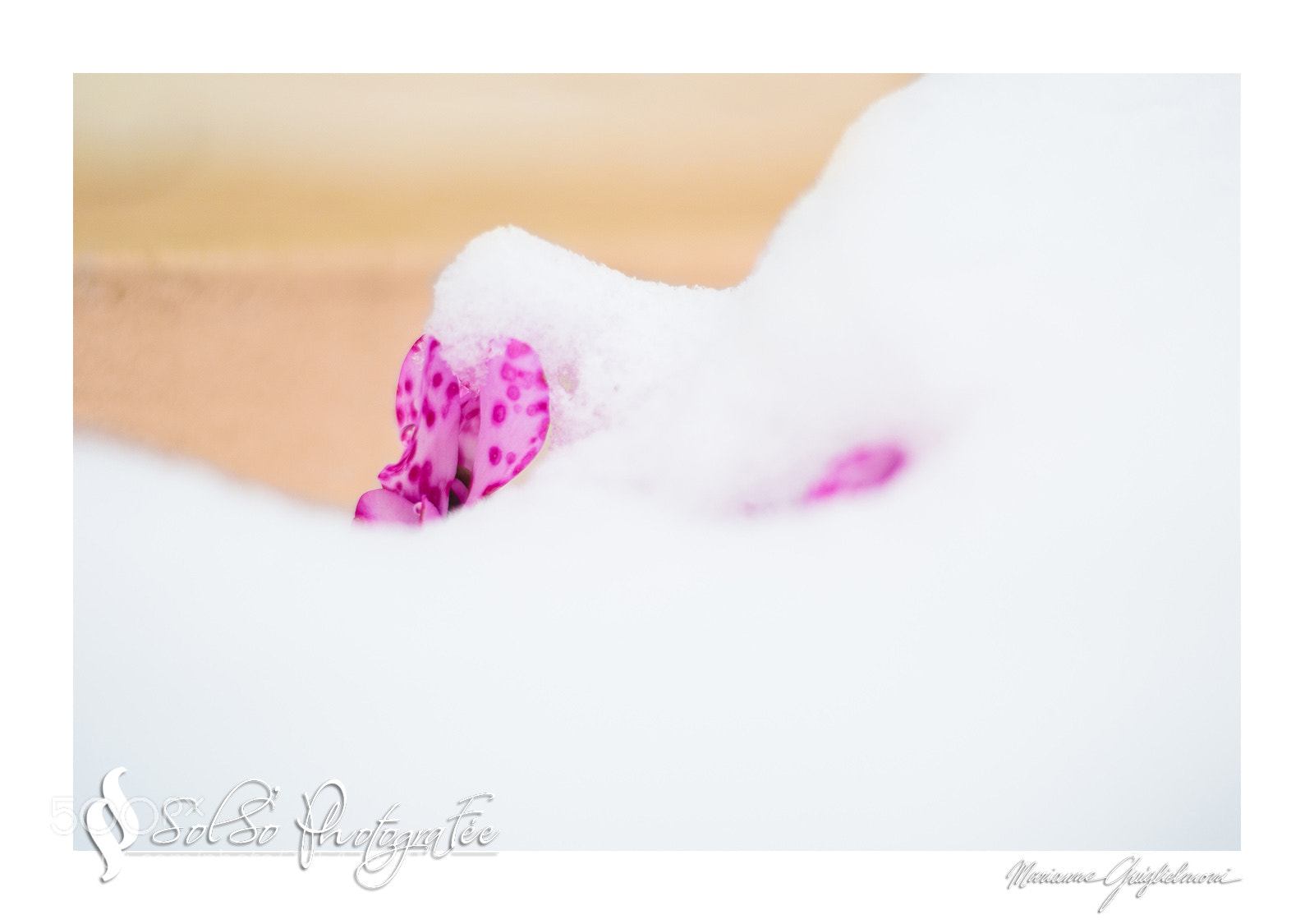 Nikon D3100 sample photo. Cyclamen des neiges photography